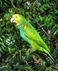 Yellow shoulder amazon parrot
